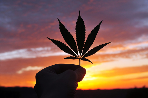 聖書の時代と大麻草：カナボソムとは？